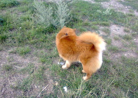 Chow Chow  femela