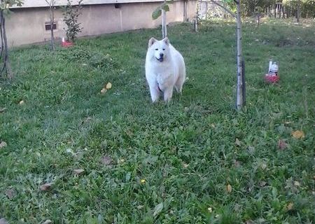 chow chow rasa pura