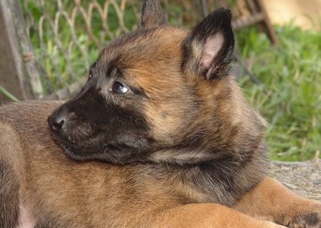 Ciobanesc belgian malinois pui