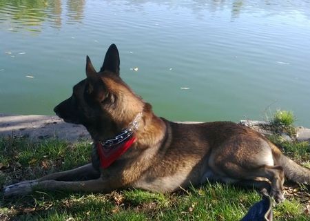 Ciobanesc belgian malionis mascul pentru monta