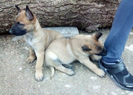 ciobanesc belgian mallinois, 6 saptamani ciobanesc belgian mallinois, 6 saptamani