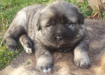 ciobanesc caucazian