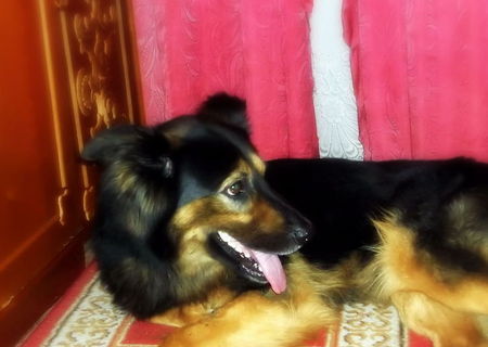 ciobanesc german ciobanesc german