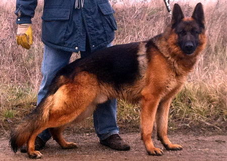 Ciobanesc german mascul, adult, cu pedigree