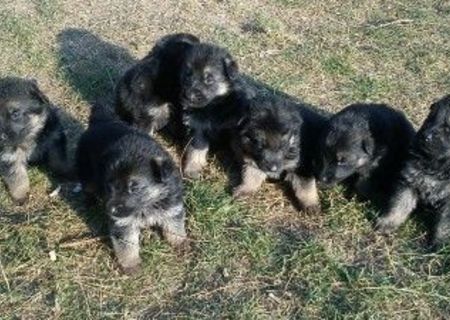 ciobanesc german negru