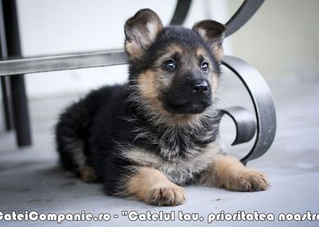 Ciobanesc German pui de 2 luni