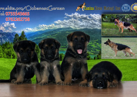 Ciobanesc German puiuti superbi cu Pedigree Ciobanesc German puiuti superbi cu Pedigree