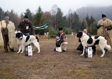 Ciobanesc Romanesc de Bucovina Mascul Ciobanesc Romanesc de Bucovina Mascul