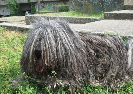 ciobanesc unguresc puli gri