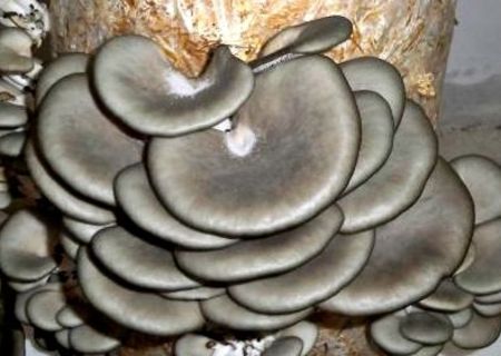 Ciuperci Pleurotus