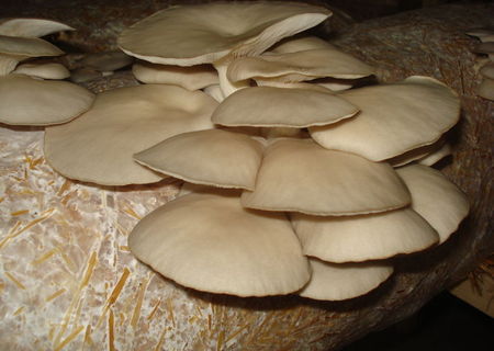 Ciuperci pleurotus ( Pastrav de fag )