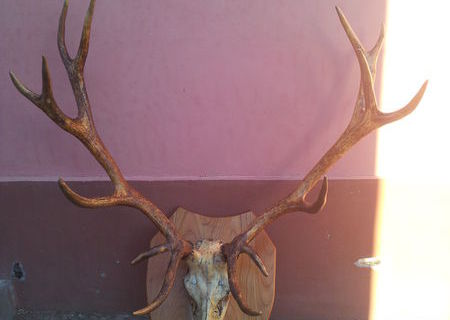 Coarne de cerb carpatin