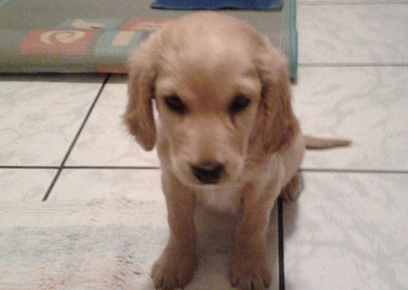 Cocker spaniel
