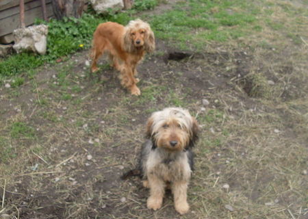 Cocker Spaniel mama si pui mascul