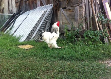 cocosi brahma