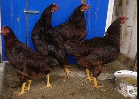 cocosi tineret de la 40 lei bucata cocosi tineret de la 40 lei bucata