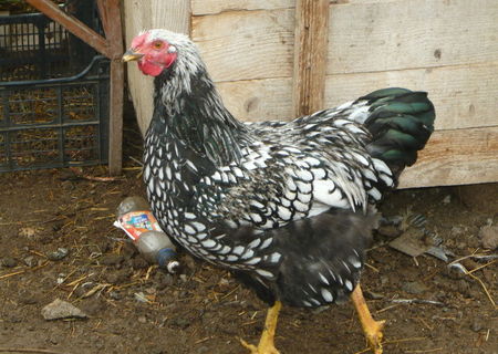 cocosi wiandotte
