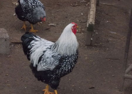 Cocosi Wyandotte Argintiu