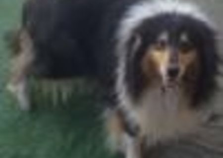 collie ( lassy )