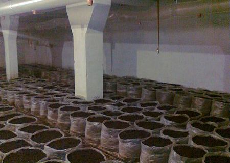 Compost champignon