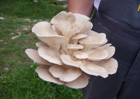 compost ciuperci pleurotus