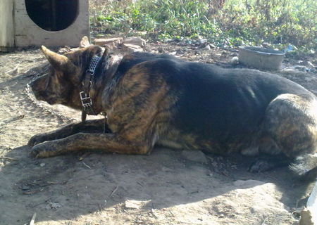 Corcitura de caile lup cu pittbull...accept si schimburi