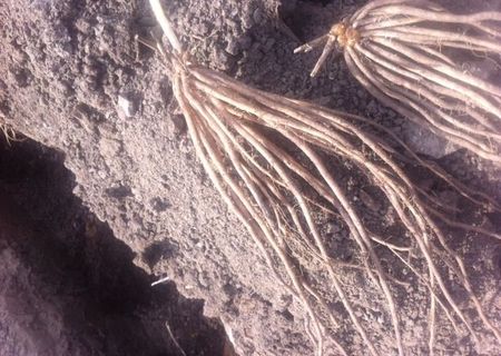 Coroane sparanghel