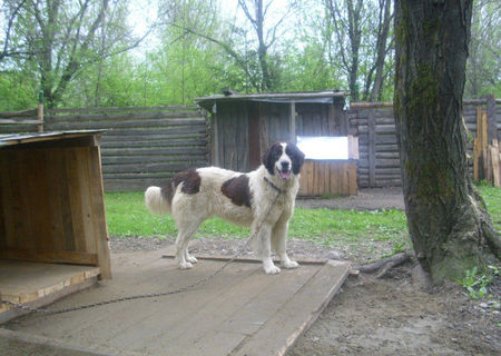 CRB de vanzare