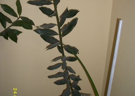 dafini spania