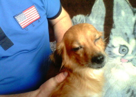 Dau Caini Pechinezi Spre Adoptie