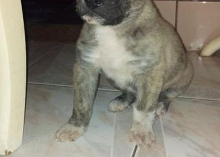 Dau catelus spre adoptie