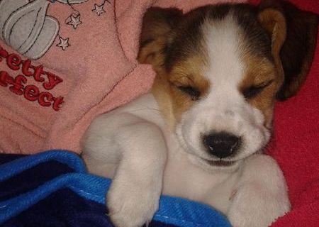 Dau catelusa Beagle ! Dau catelusa Beagle !