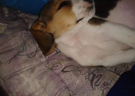 Dau catelusa Beagle ! Dau catelusa Beagle !