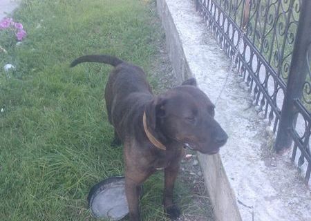 Dau pitbull sau schimb cu amstaff!!