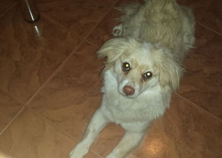 Dau spre adoptie catelusa
