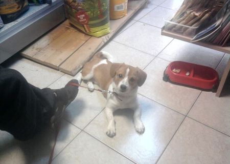 dau spre adoptie catelusa pechinez