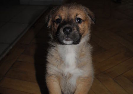 Dau spre adoptie pui de metis Dau spre adoptie pui de metis