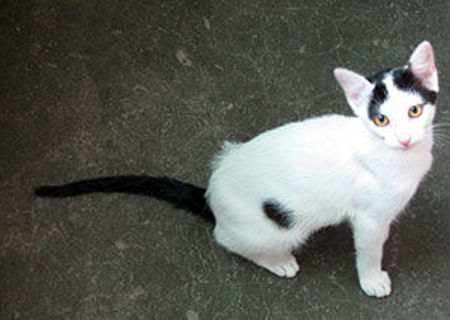 De adoptat: ALBA (Timisoara) - pisicuta pui de 5 luni, deja sterilizata, jucausa si afectuoasa De adoptat: ALBA (Timisoara) - pisicuta pui de 5 luni, deja sterilizata, jucausa si afectuoasa