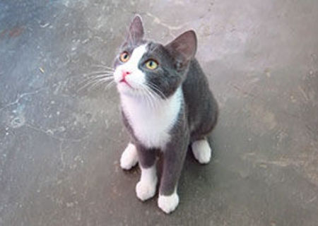 De adoptat: ALBASTRITA (Timisoara) - pisicuta pui de 5 luni, afectuoasa si jucausa De adoptat: ALBASTRITA (Timisoara) - pisicuta pui de 5 luni, afectuoasa si jucausa
