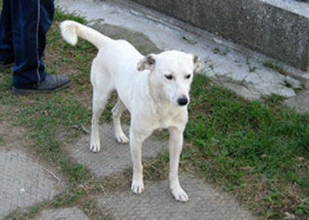 De adoptat: BOBBY ALB (Timisoara) - caine ideal pentru paza