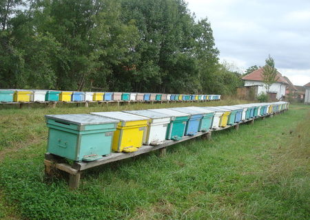 De vanzare 90 famili albine cu tot cu lazi