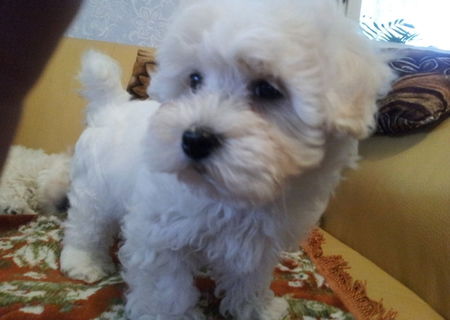 De vanzare Bichon Maltez