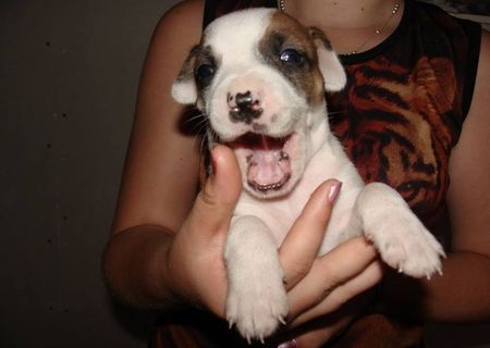 de vanzare catei rasa AMSTAFF RASA PURA -AMERICAN STAFORDSHIRE TERRIER