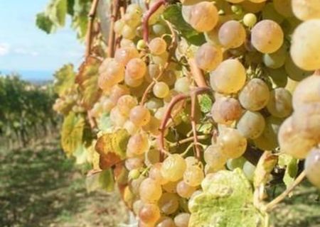 De vanzare struguri pt vin