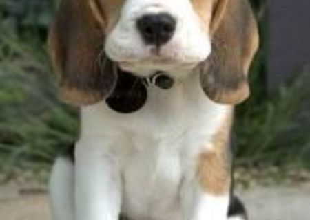 de vinzare CATELUSI BEAGLE