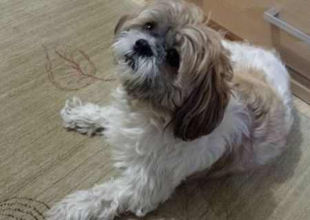 detin shih-tzu 4 ani pentru monta