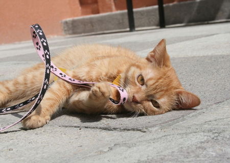 Dinuta cauta stapan iubitor!<3
