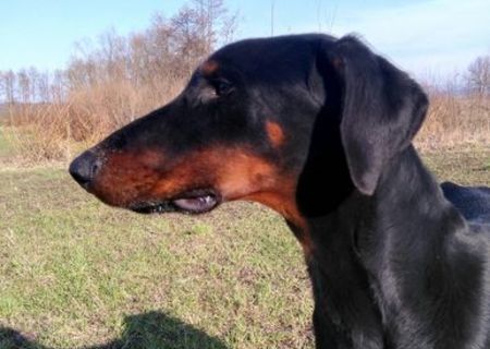 Doberman Mascul pt Monta