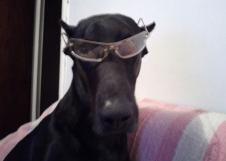 doberman pt. monta