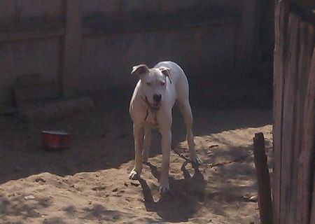 dog argentinian